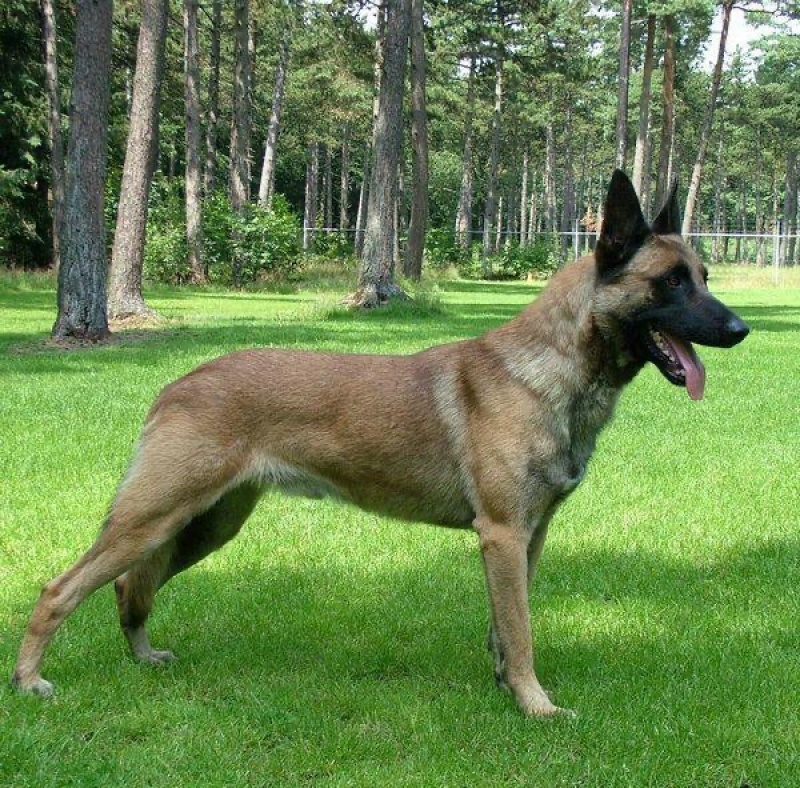 纯种马犬，驱虫疫苗已做，支持视频在线选狗