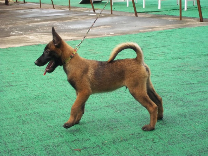 纯种马犬，驱虫疫苗已做，支持视频在线选狗