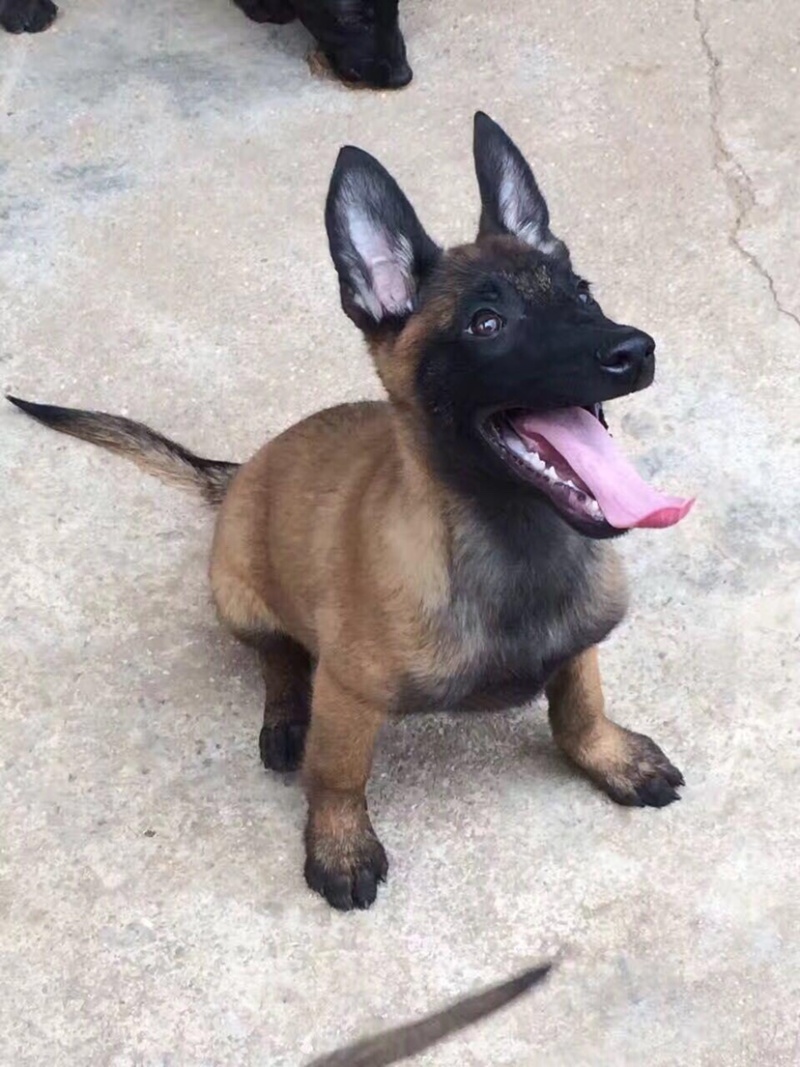 纯种马犬，驱虫疫苗已做，支持视频在线选狗
