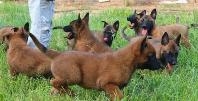 纯种马犬，驱虫疫苗已做，支持视频在线选狗