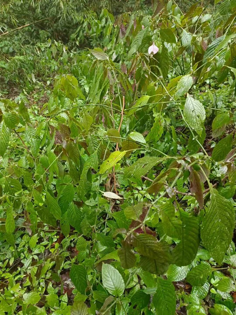 野生板蓝根，现采现发，有需要的吗
