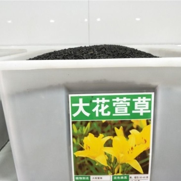 萱草种子黄花菜金针菜金娃娃萱草红宝石萱草种子