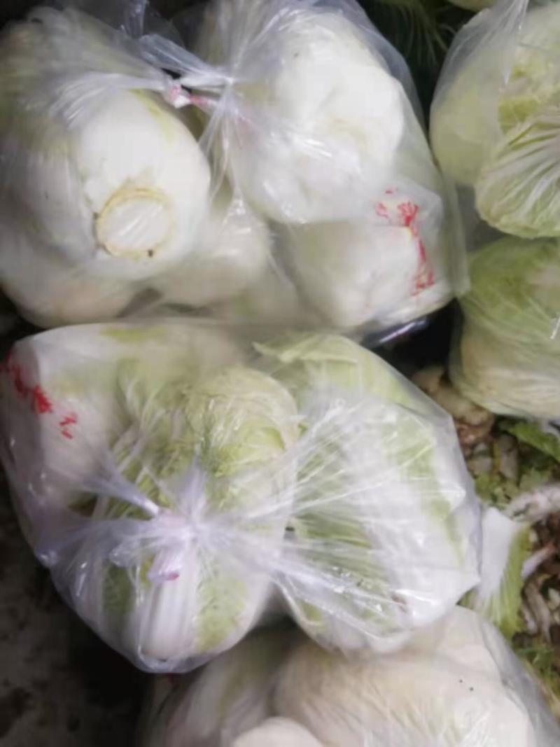 黄心白菜一万五千斤，洛阳孟津朝阳
