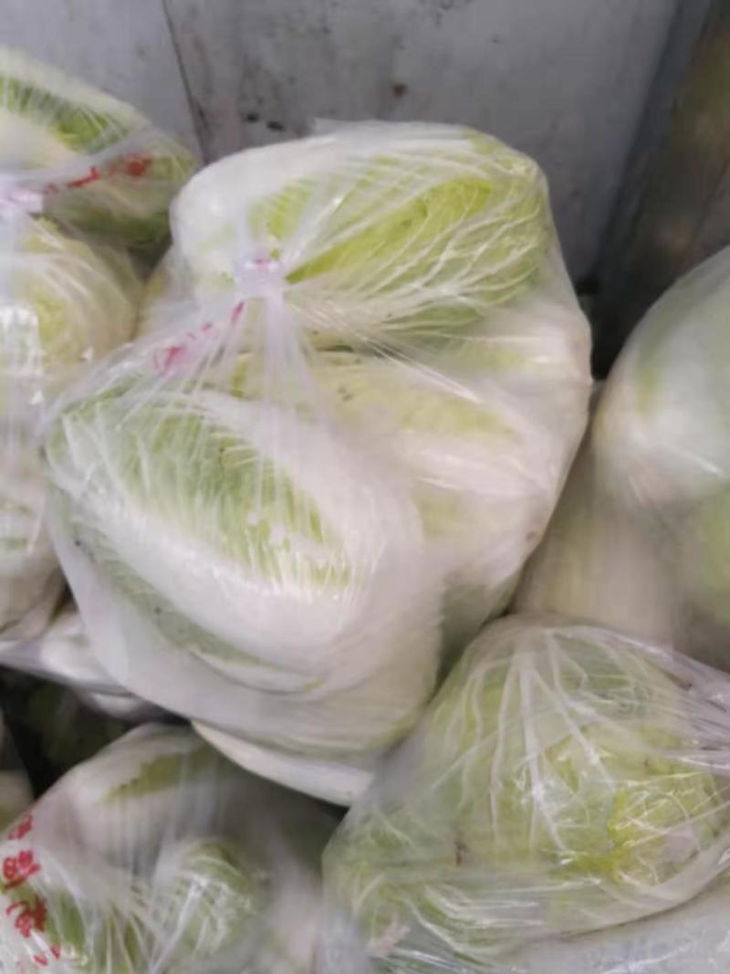 黄心白菜一万五千斤，洛阳孟津朝阳