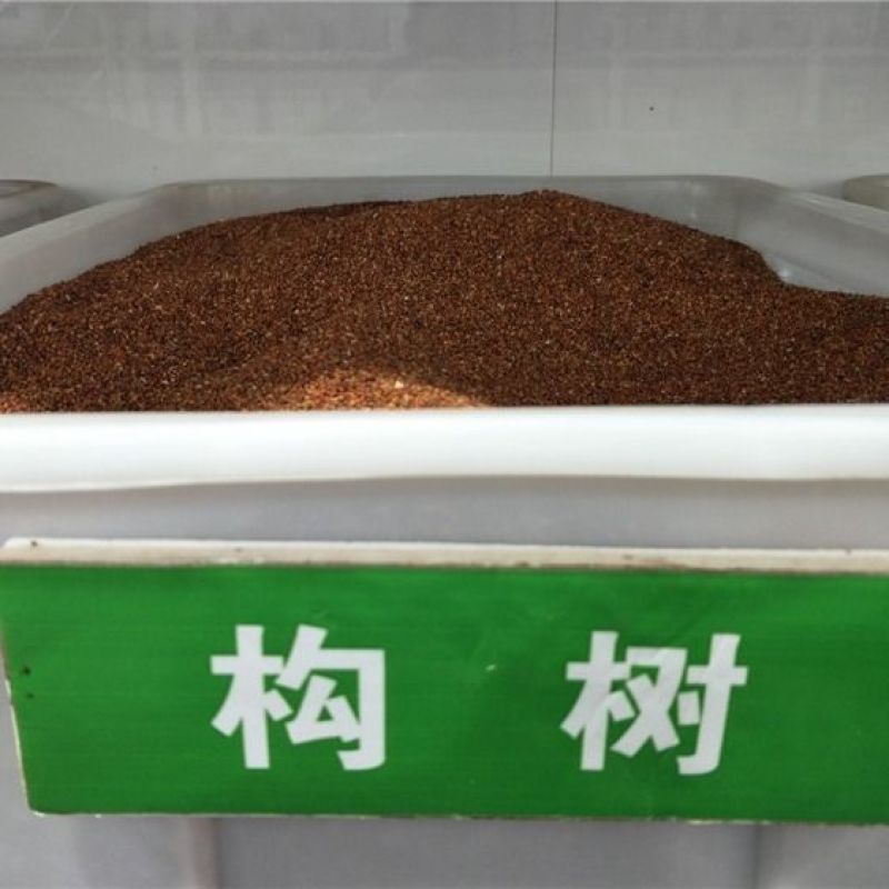 新采构树种子杂交构树种子构树种造纸树种畜禽饲喂猪