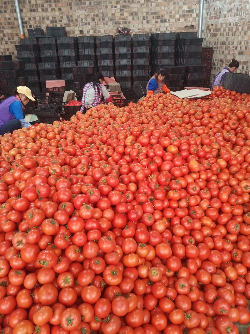 大红西红柿现在大量上市，有需要的老板联系我，，，，，，，