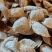 正宗新会陈皮，农产自产自销，天然生晒，纯干仓货，保证质量