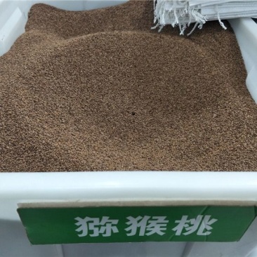 猕猴桃种子猕猴桃籽陕西周至猕猴桃种苗繁育新种子