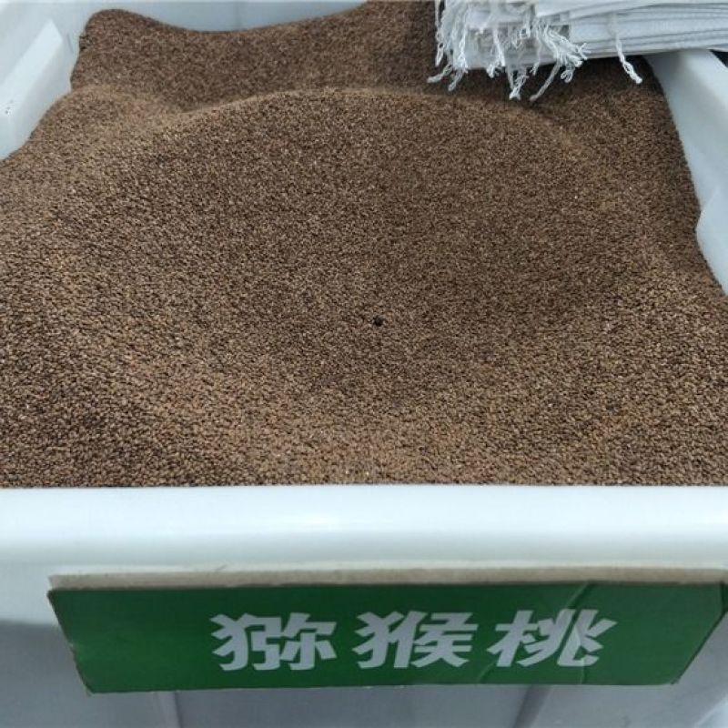 猕猴桃种子猕猴桃籽陕西周至猕猴桃种苗繁育新种子