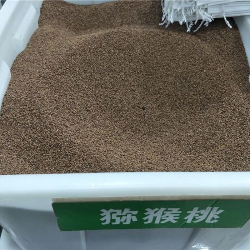 猕猴桃种子猕猴桃籽陕西周至猕猴桃种苗繁育新种子