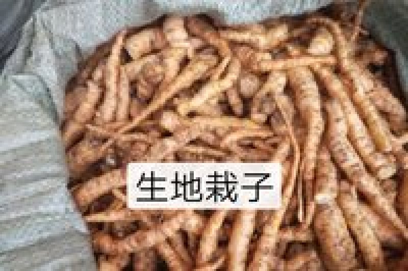 优良生地种子脱毒北京3号和吨王