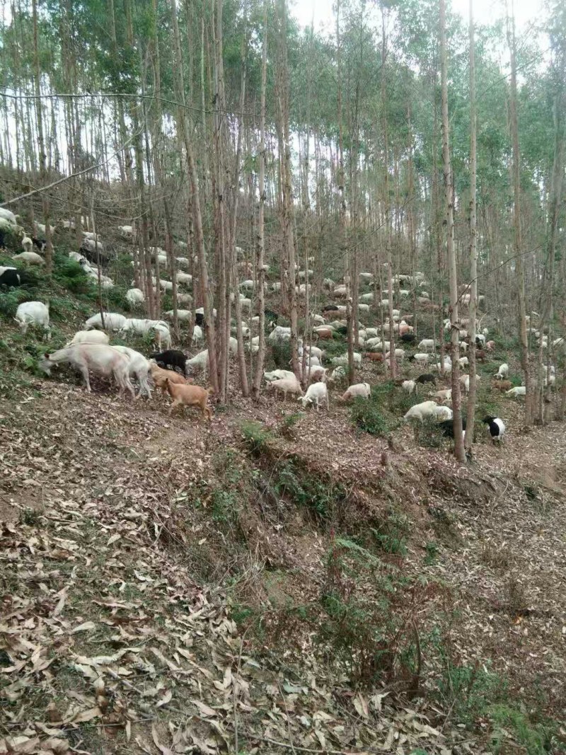 常年大量供应原生态放养山羊、种羊，免费教学全套技术。