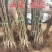 核桃树苗美国碧根果树苗嫁接苗核桃苗长寿果当年结果南方北方