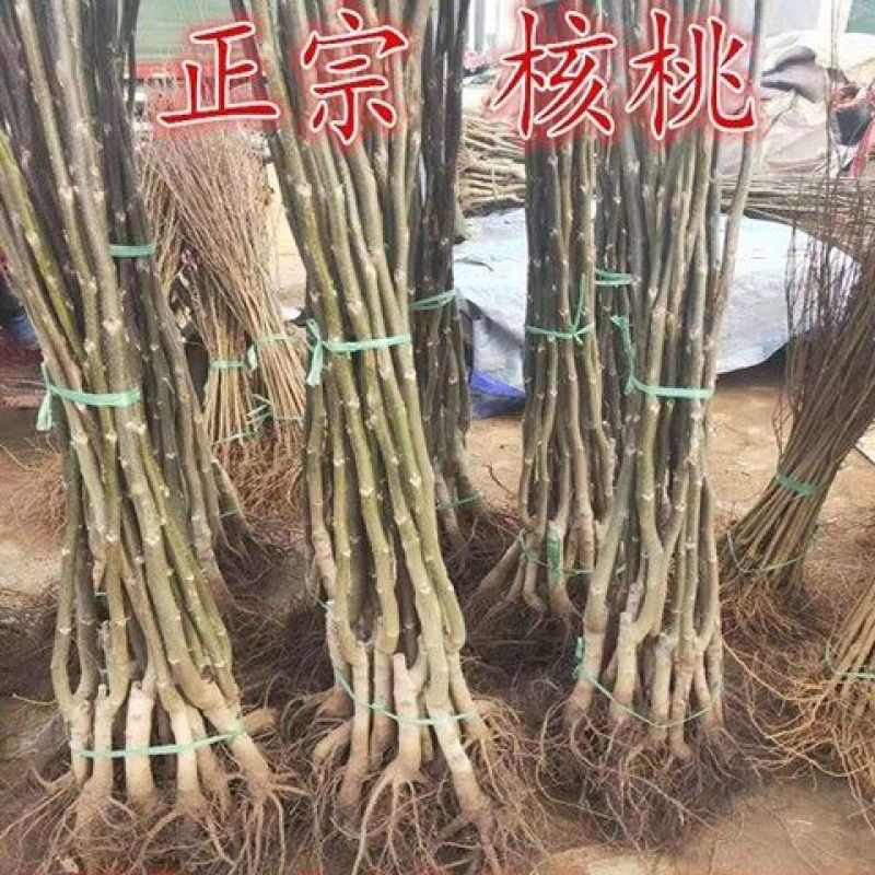 核桃树苗美国碧根果树苗嫁接苗核桃苗长寿果当年结果南方北方