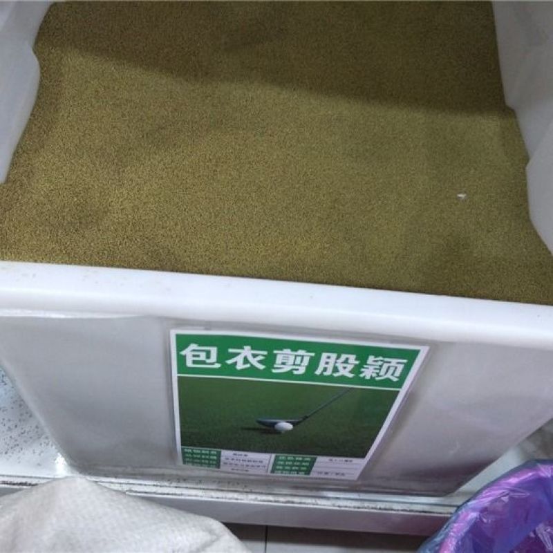 进口四季青长不高免修剪剪股颖草坪种子高档品种草籽矮生
