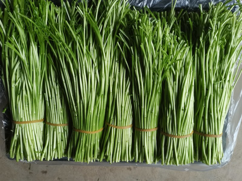 精品芦蒿每日现采长期大量供应附近可送货上门