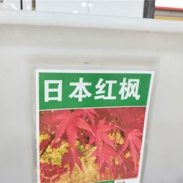 进口美国红枫种子秋火焰种子四季红日本红枫种子