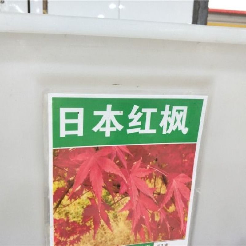 进口美国红枫种子秋火焰种子四季红日本红枫种子