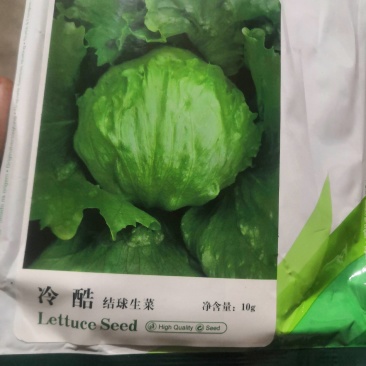 结球生菜苗.意大利生菜苗，欢迎全国各地，询问与采购