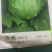 结球生菜苗.意大利生菜苗，欢迎全国各地，询问与采购