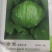 结球生菜苗.意大利生菜苗，欢迎全国各地，询问与采购