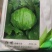 结球生菜苗.意大利生菜苗，欢迎全国各地，询问与采购