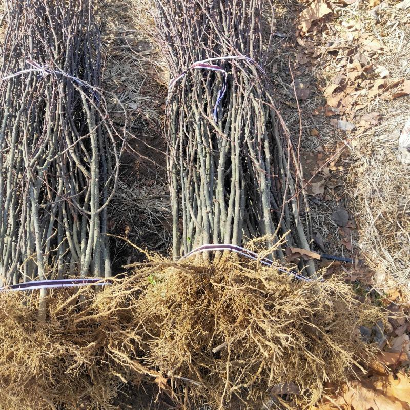 苗木种苗红麻椒树苗包成活，价格便宜花椒树苗