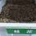 桂花种子四季桂金桂银桂八月桂沉香丹桂花种子四季种