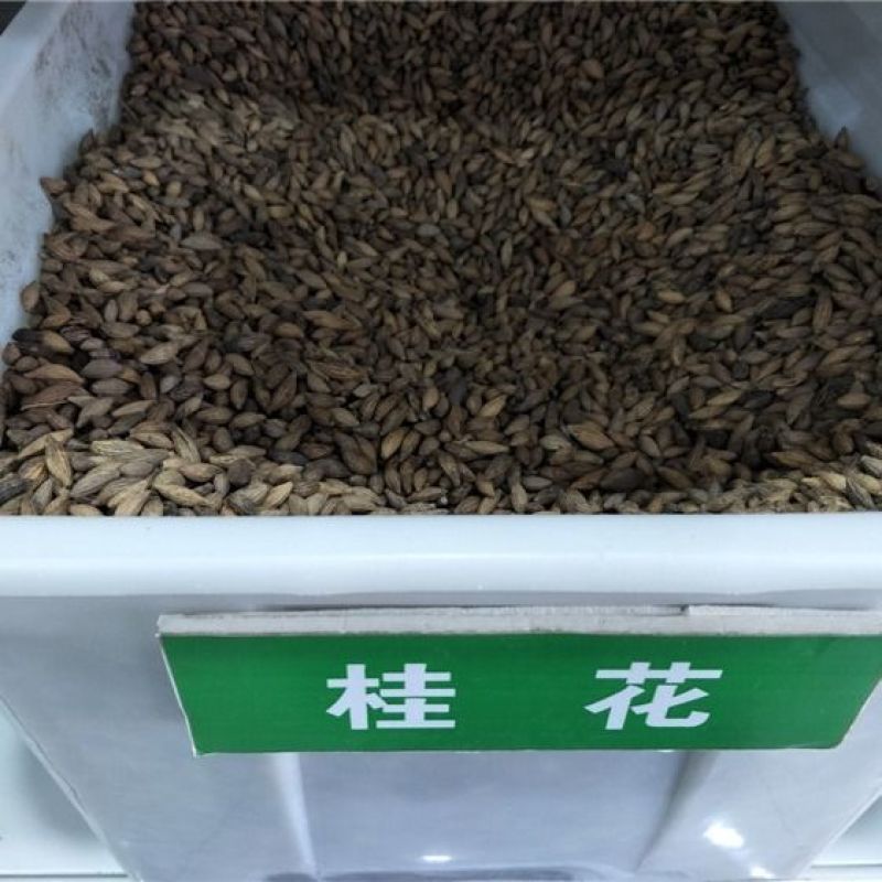 桂花种子四季桂金桂银桂八月桂沉香丹桂花种子四季种