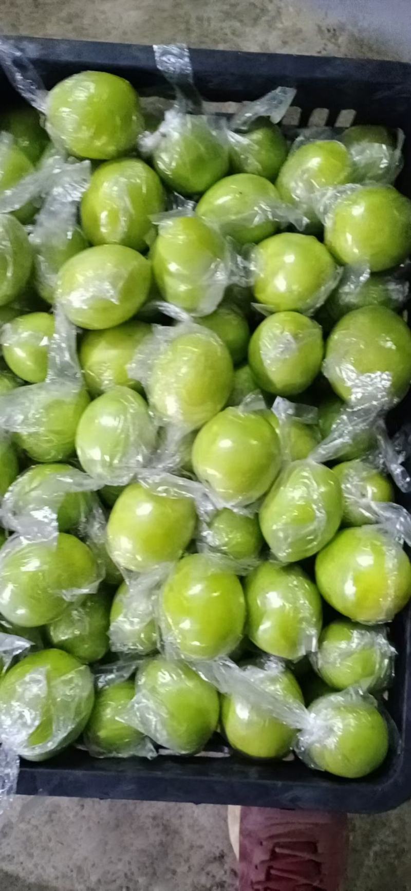 广西贵港市平南县蜜丝枣，保质保量，批发跑量