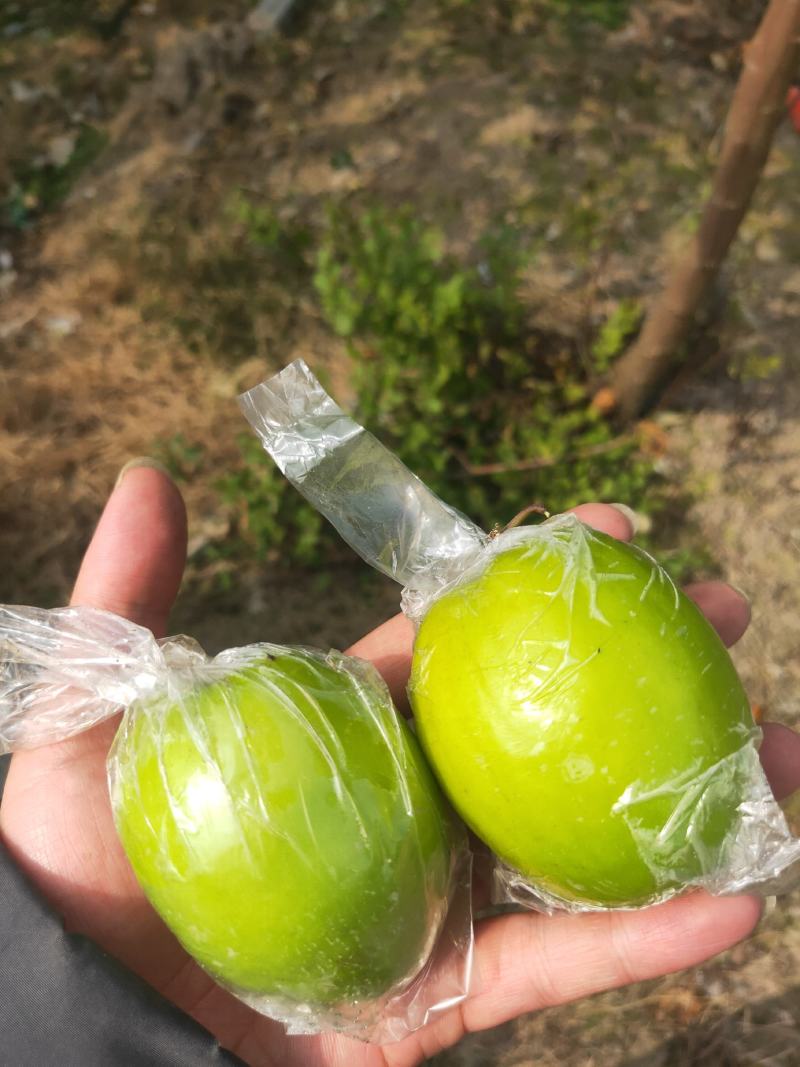 广西贵港市平南县蜜丝枣，保质保量，批发跑量