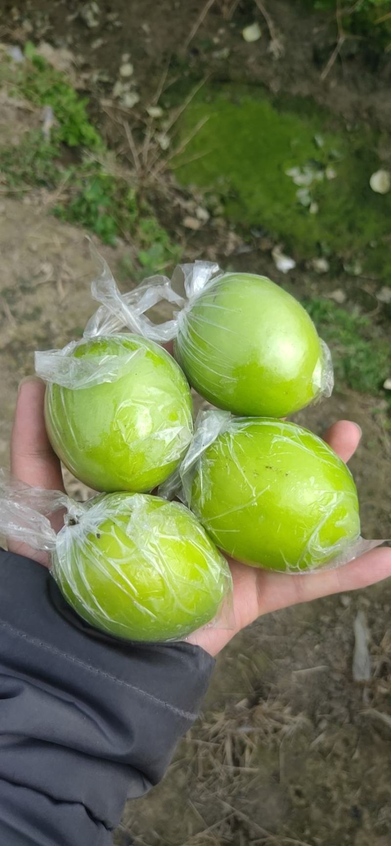 广西贵港市平南县蜜丝枣，保质保量，批发跑量