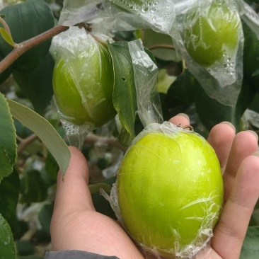 广西蜜丝枣保质保量批发跑量