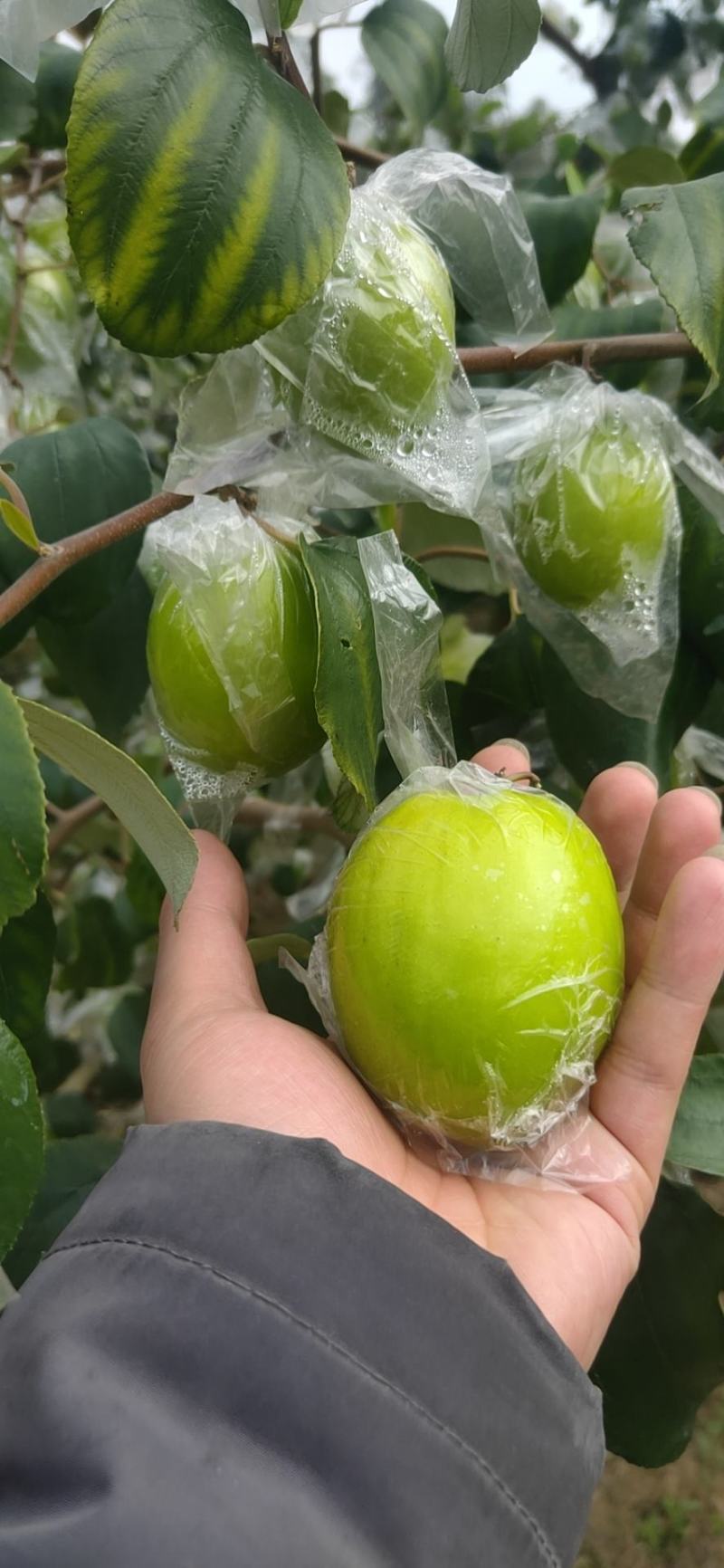 广西蜜丝枣保质保量批发跑量