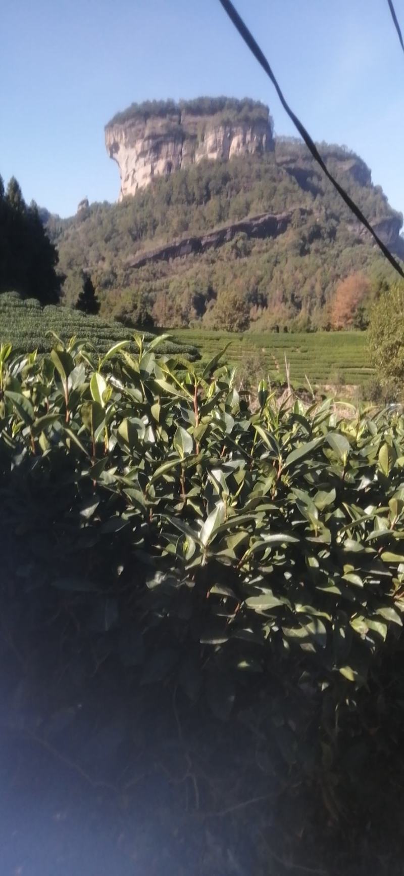 九枞天茶业全国招商授权直销店