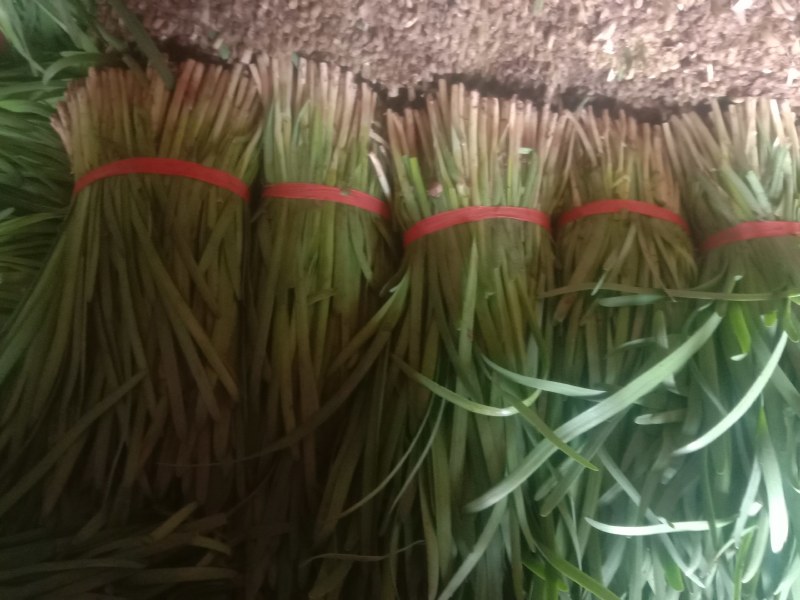 莱州紫根汉中韭菜大量上市