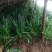 莱州紫根汉中韭菜大量上市