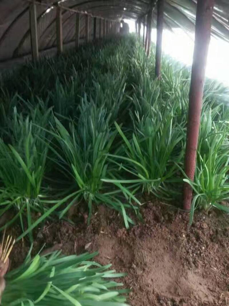 莱州紫根汉中韭菜大量上市