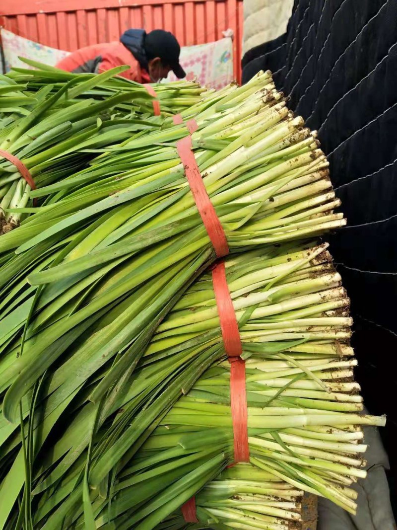 莱州紫根汉中韭菜大量上市