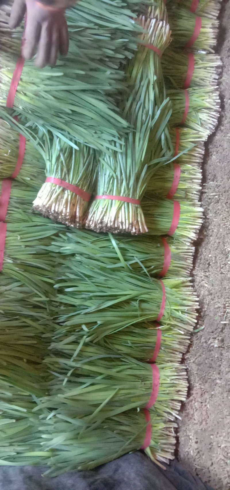 莱州紫根汉中韭菜大量上市