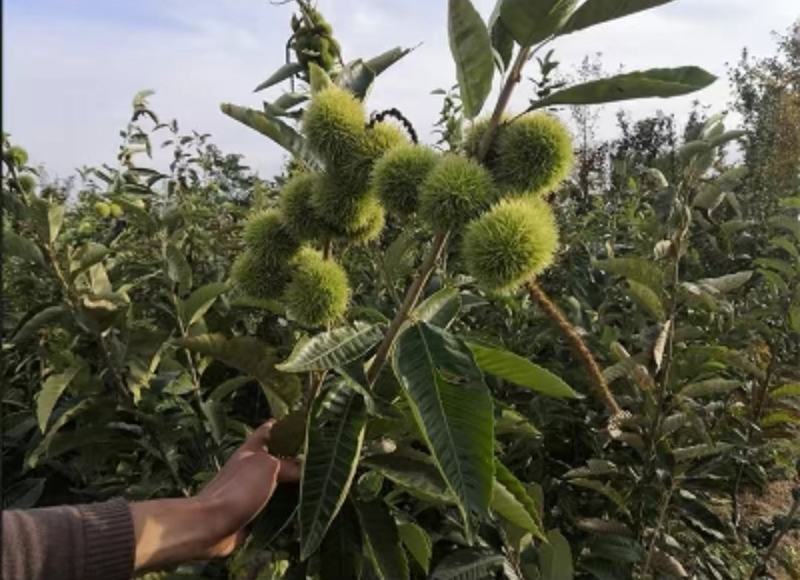 大红袍板栗苗迁西板栗苗珍珠油栗苗现挖现发死苗补发