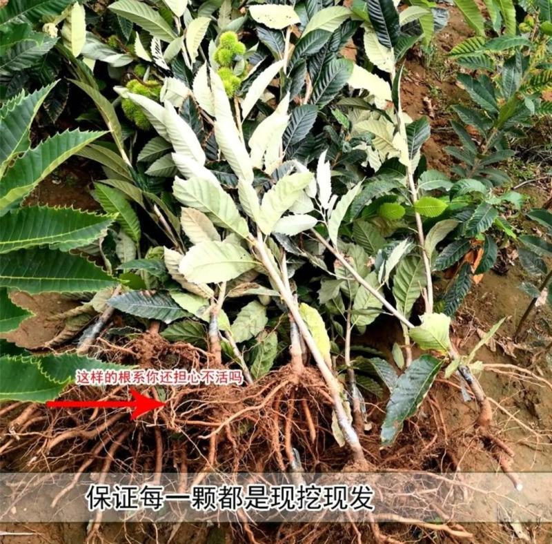 大红袍板栗苗迁西板栗苗珍珠油栗苗现挖现发死苗补发