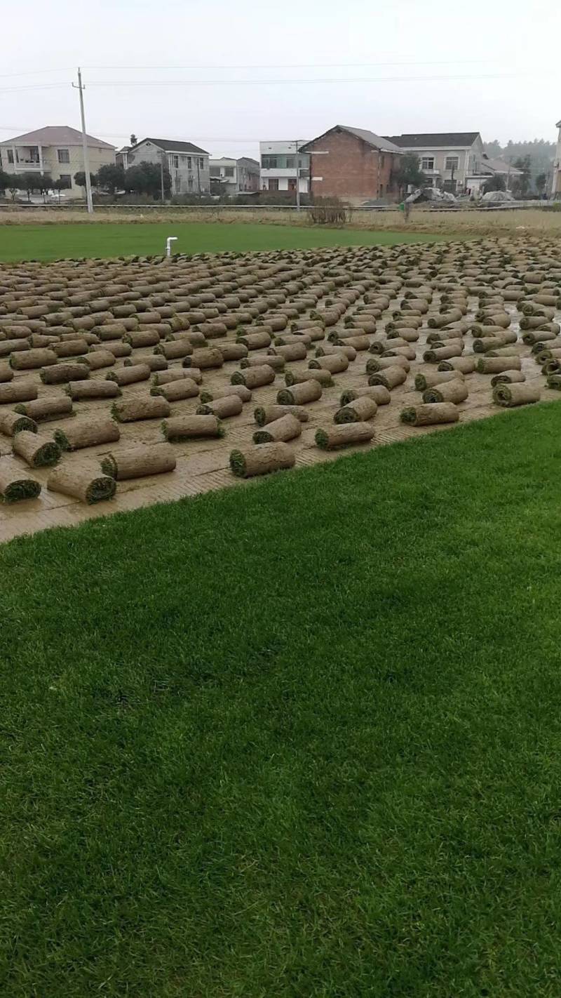 草皮草块草卷果岭草百幕大马尼拉四季青台湾青