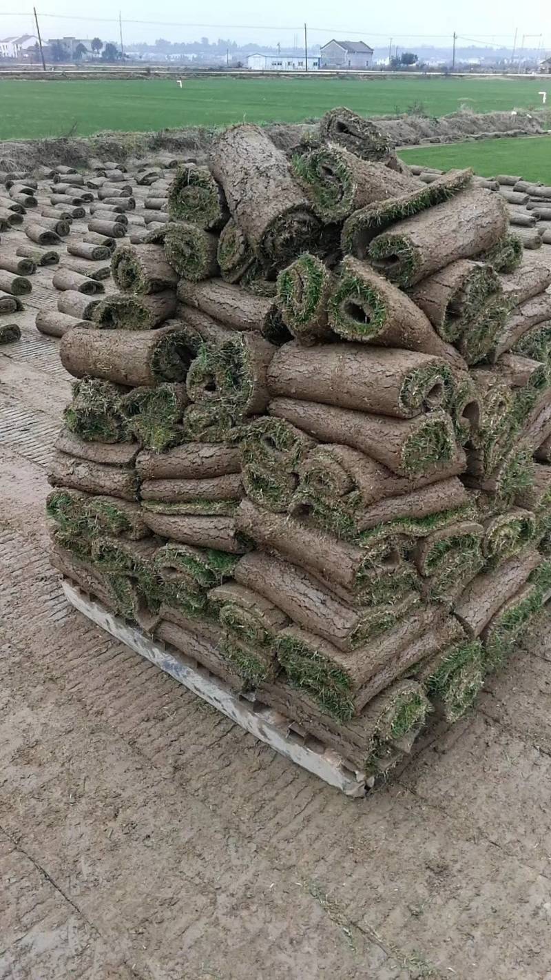 草皮草块草卷果岭草百幕大马尼拉四季青台湾青