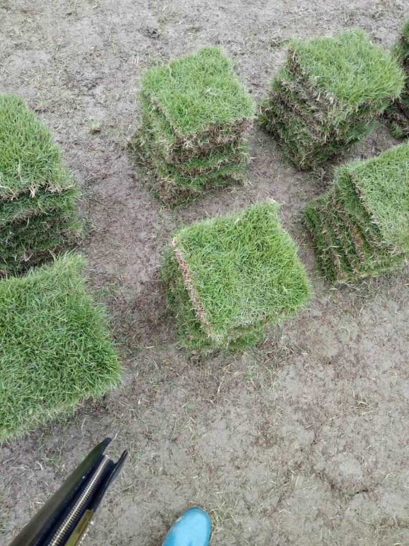 草皮草块草卷果岭草百幕大马尼拉四季青台湾青