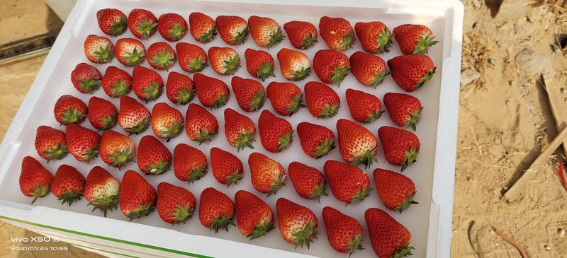 大量批发99草莓。品质高