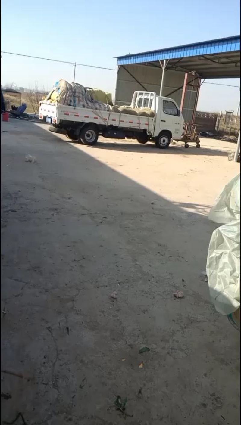 河北衡水菠菜正在大量上市中