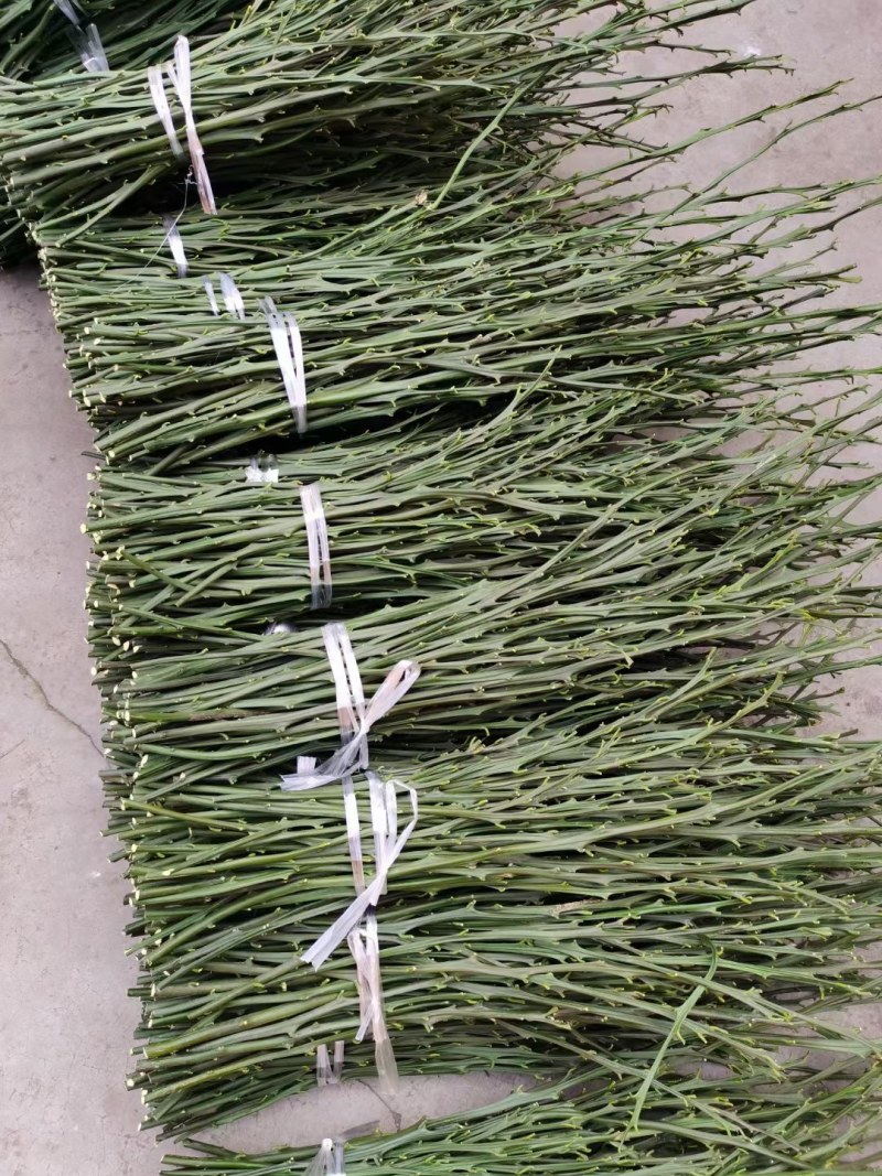 明日见柑橘枝条，品种优良，果型硕大，味道浓甜，鲜果赠送