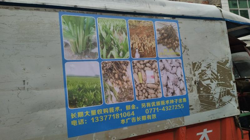 莪术种子有需的的赶紧了