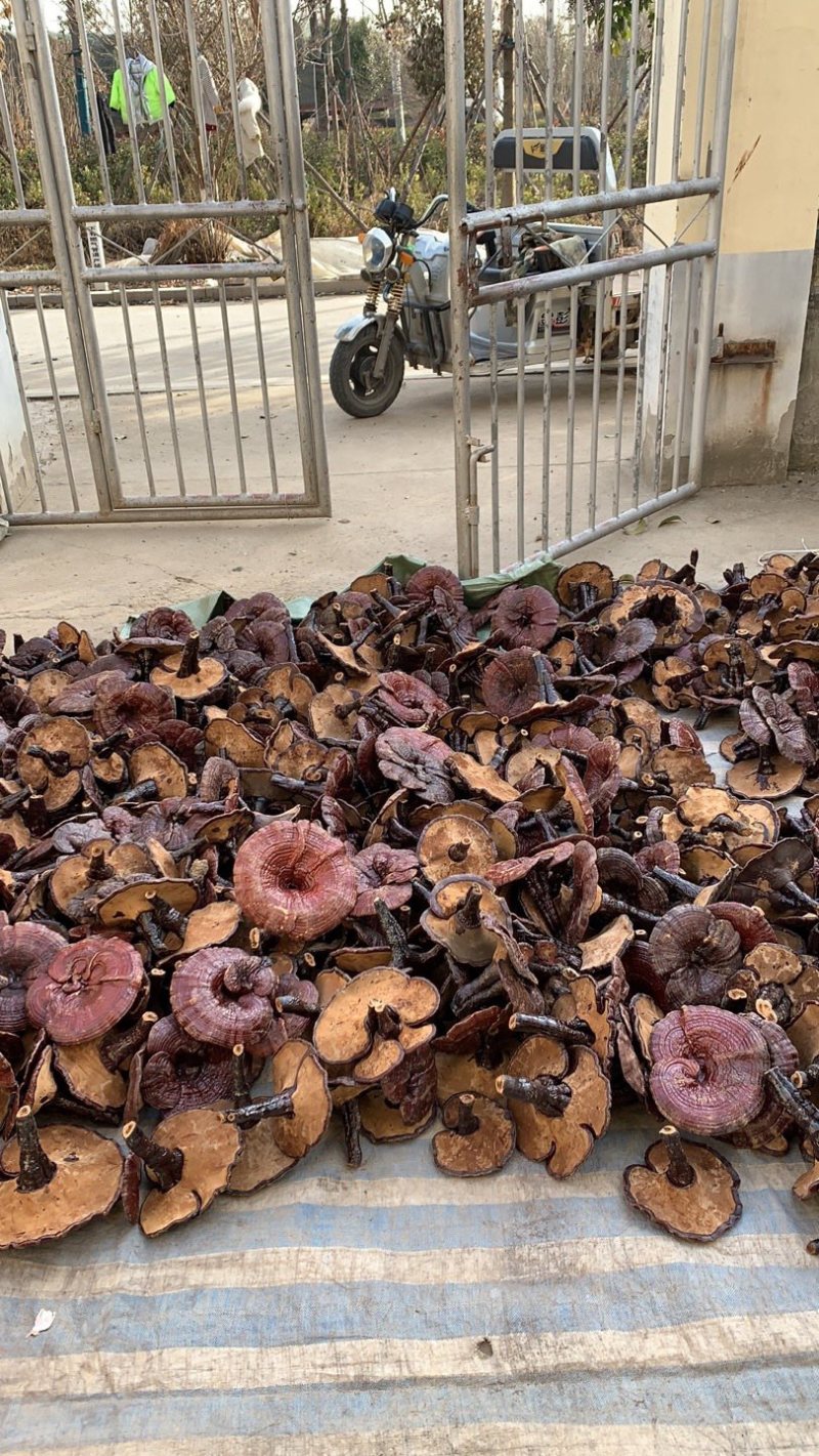赤灵芝，自家种植